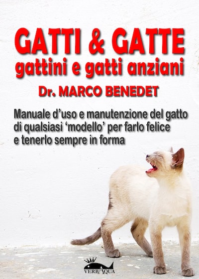 Gatti & gatte gattini e gatti anziani